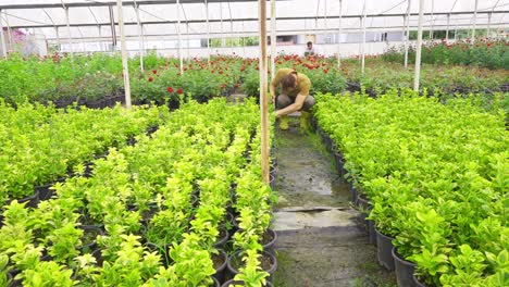 Gardeners-working-in-modern-greenhouse.